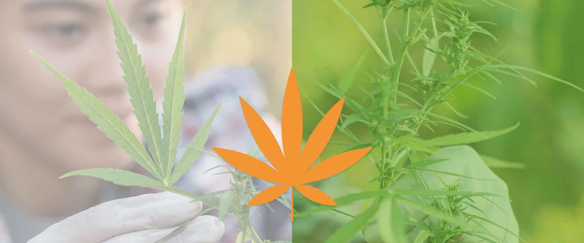The Pros and Cons of Natural vs Synthetic CBD