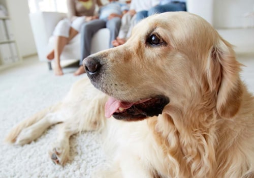 Looking for the Best HVAC Air Filters for Home With Pets